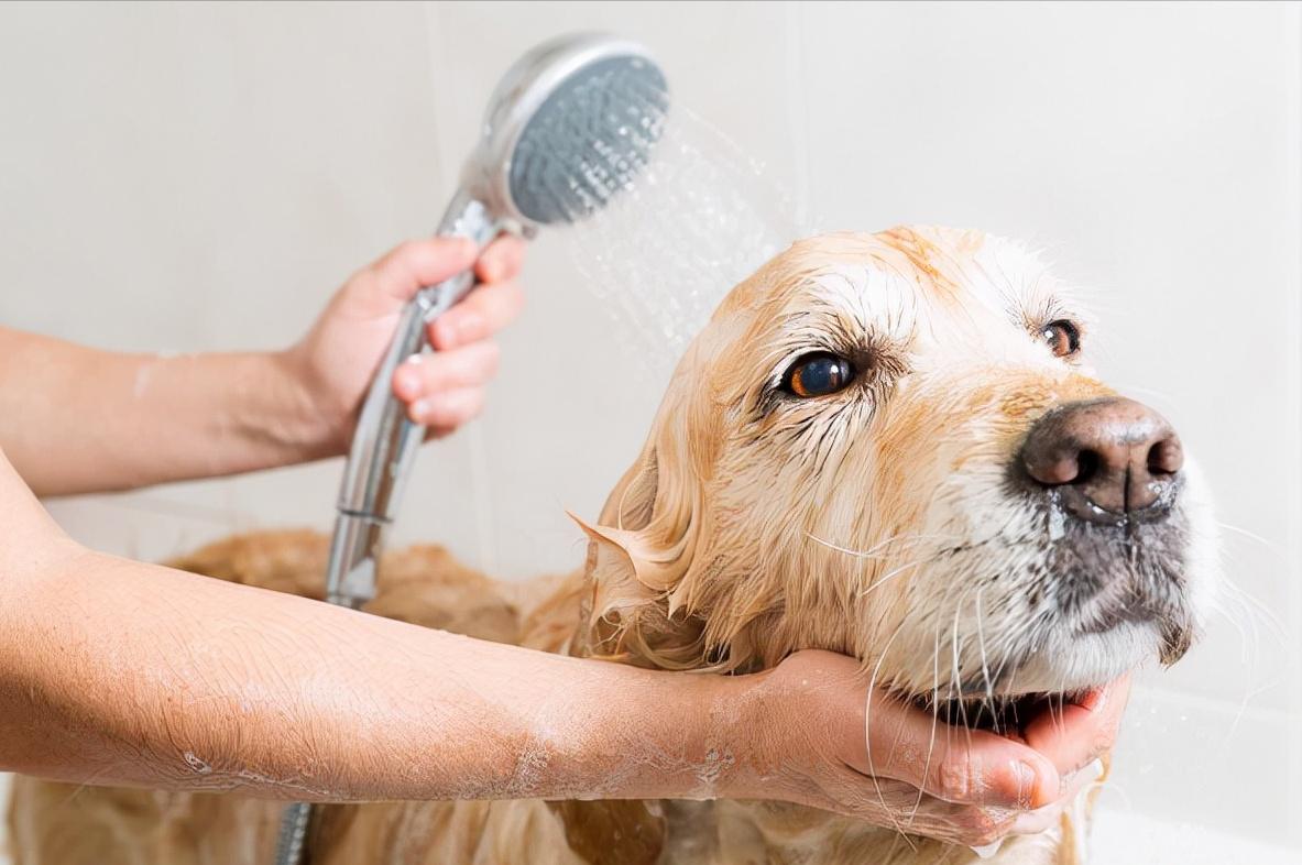 “金毛无限好，只是掉毛多”——这4个解决方法快收好