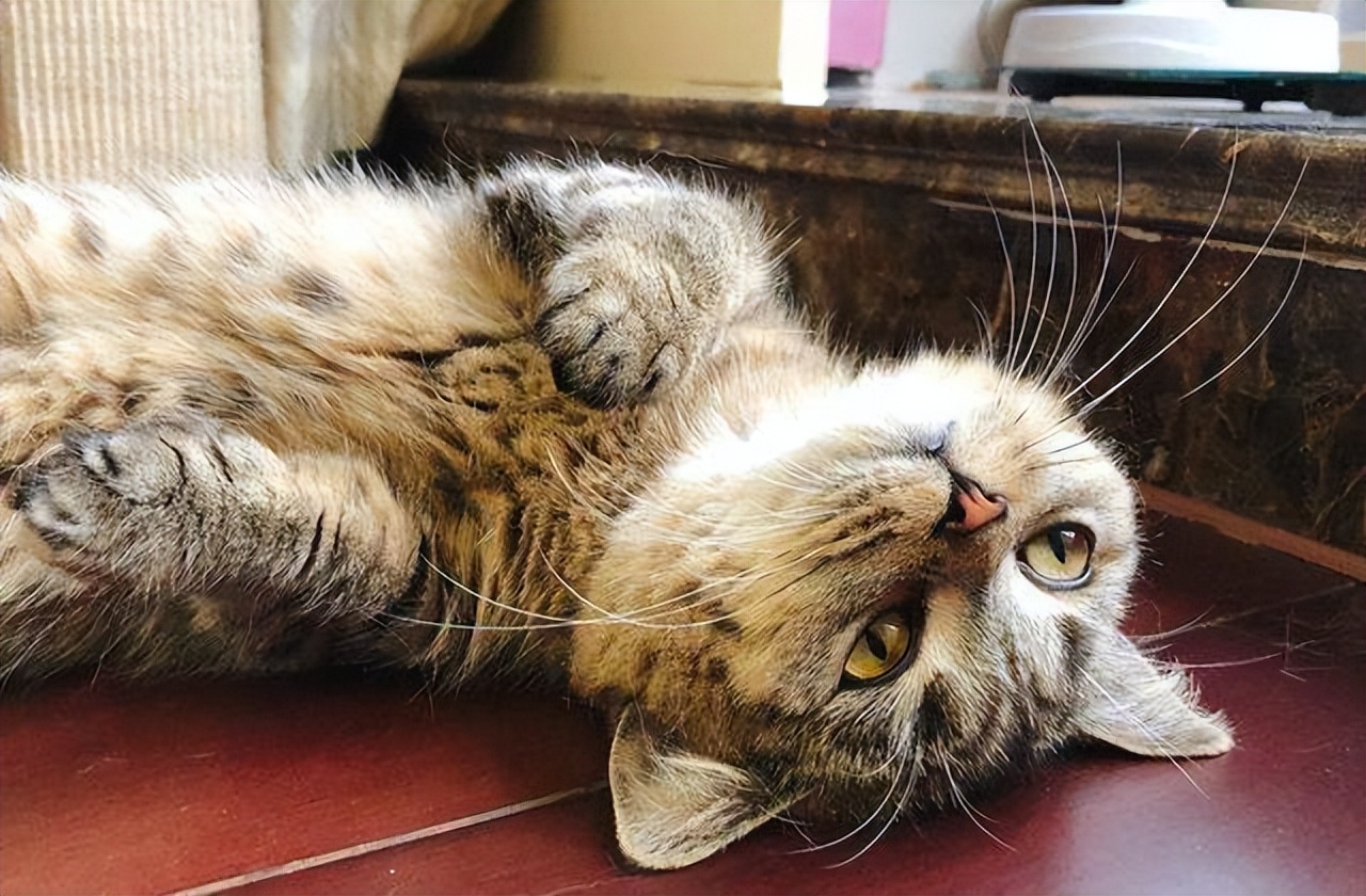 再恼火也别“打猫咪”,这些后果你难以承受