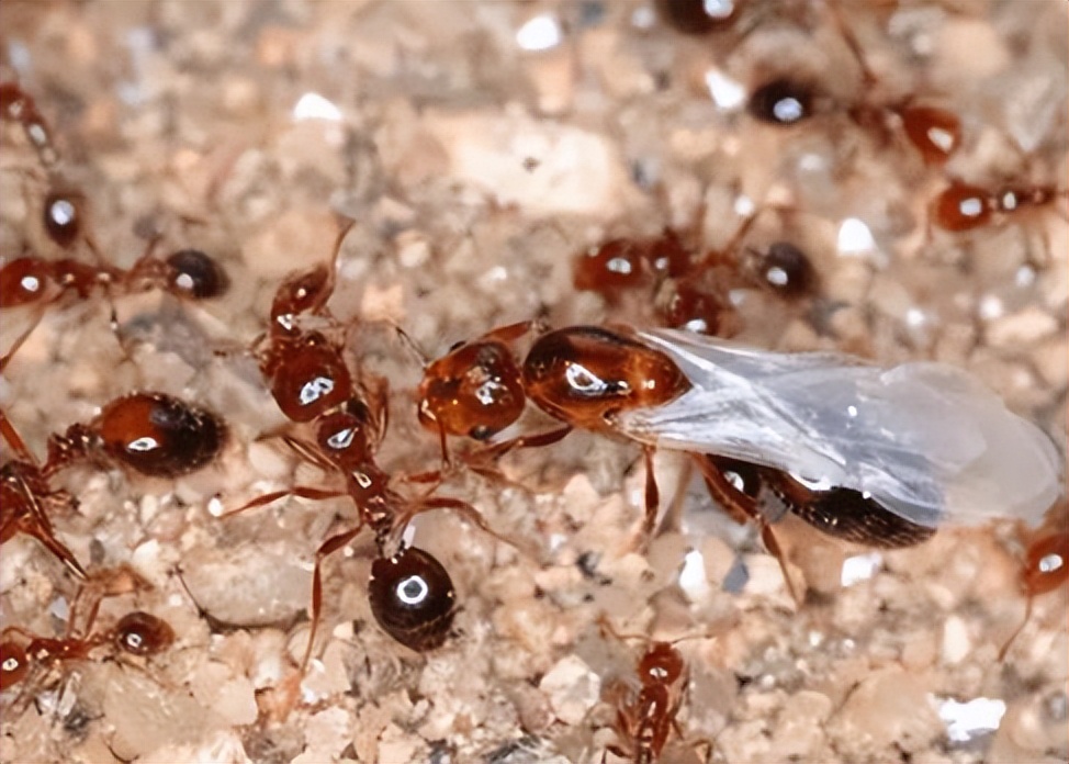 世界地球日｜我们正在和“异族生物*队军**”打一场硬仗