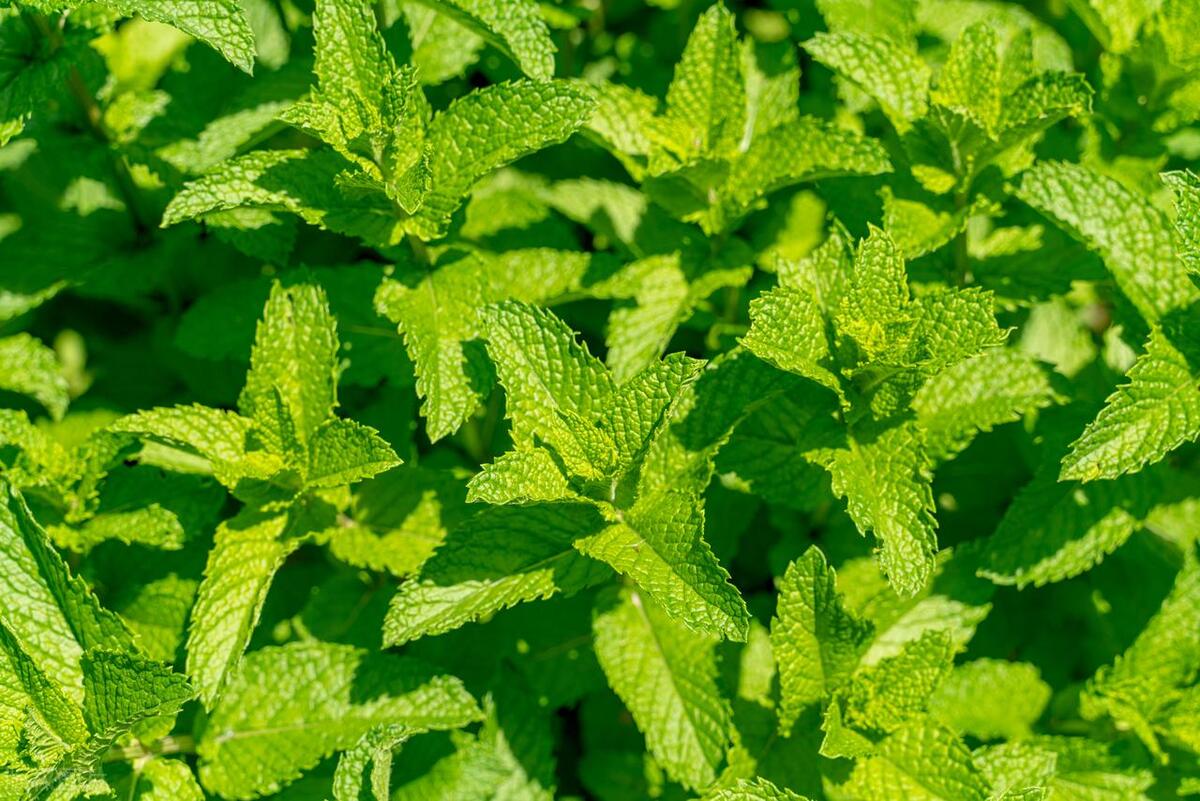 薄荷上长满绿色的小虫子怎么办,薄荷长了好多蚂蚁怎么办