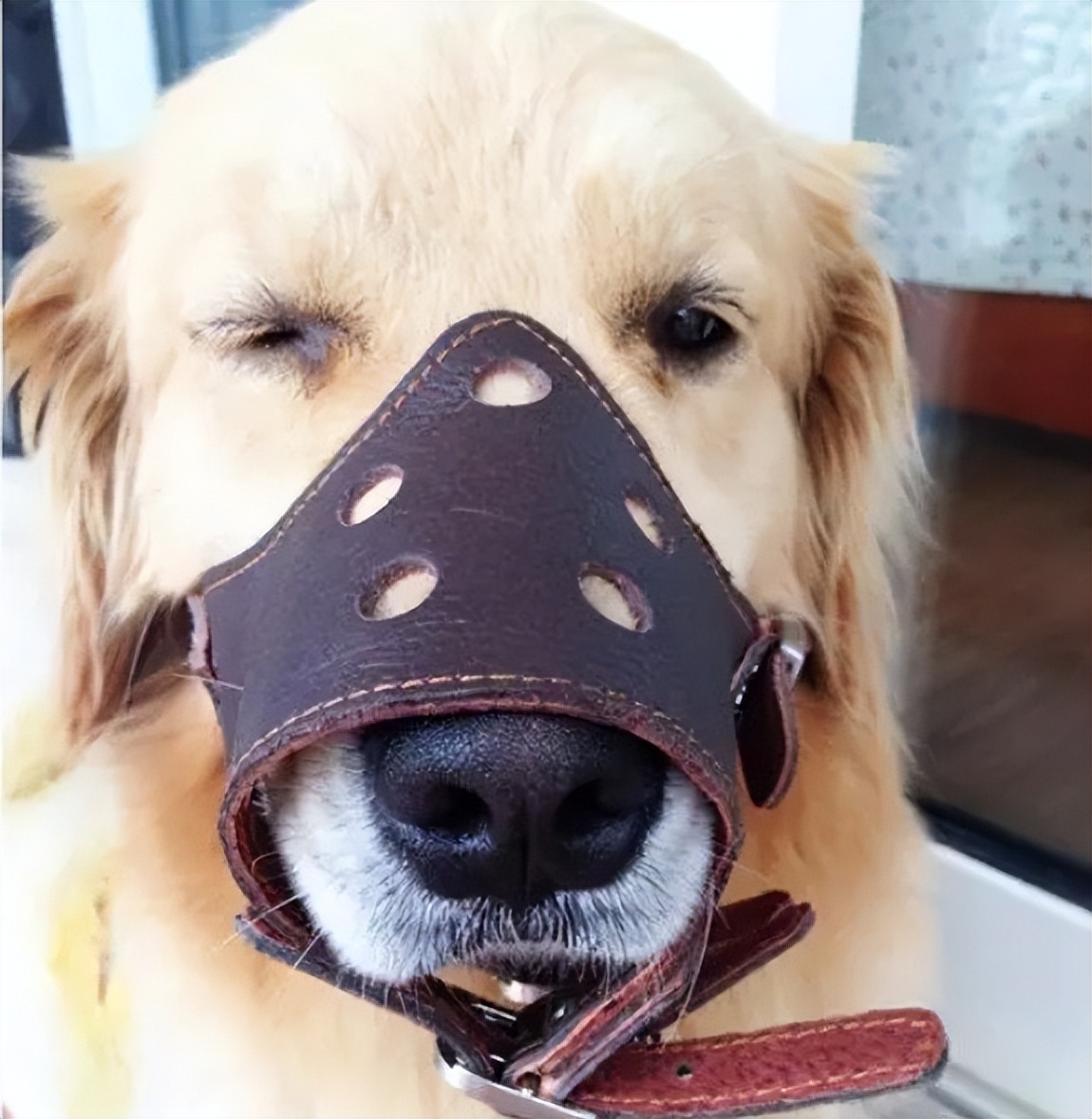 狗狗戴了嘴套对别的狗友好吗,狗狗嘴套可以防止它乱叫吗