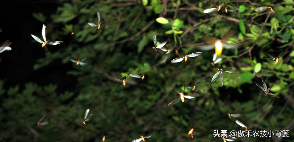 关于白蚁如何预防和消除白蚁危害,白蚁的防治方法