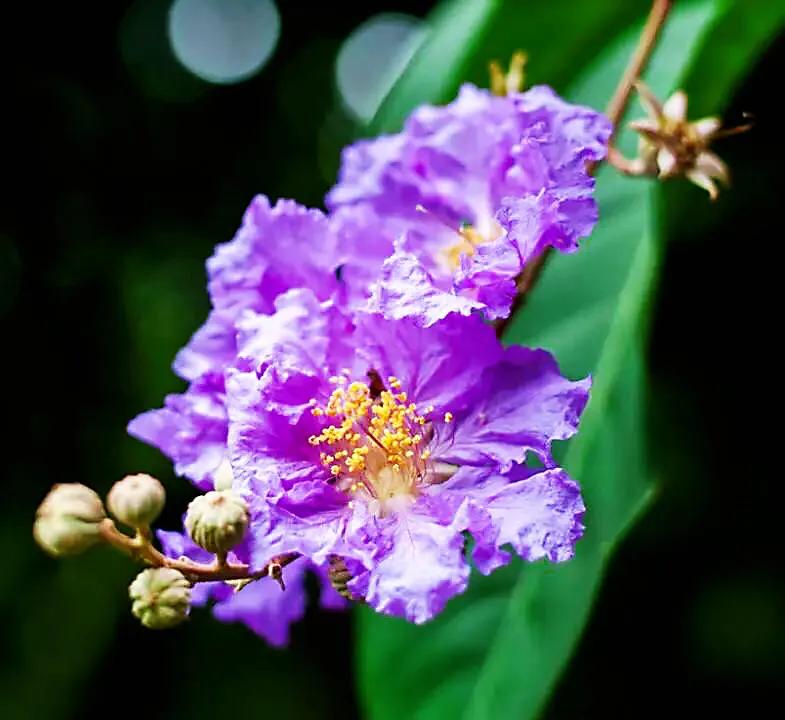 大花紫薇枝叶,紫薇大花的照片