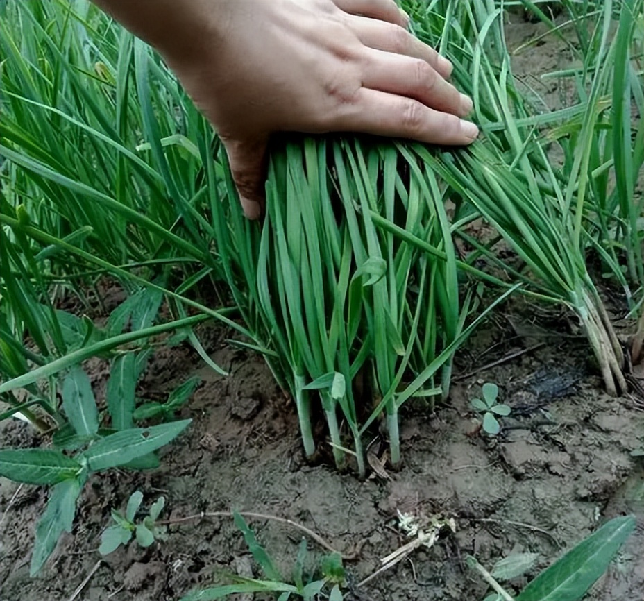 阳台种什么菜比较好,阳台适合种什么菜长得快