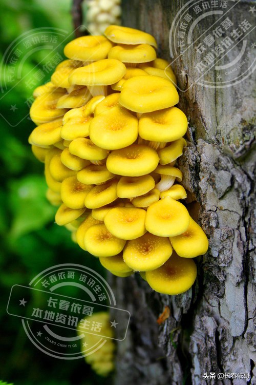 东北榛蘑排名前十的蘑菇,山珍长白山特产榆黄蘑