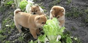 狗狗最爱吃的六种蔬菜,狗狗最爱吃的十种食物