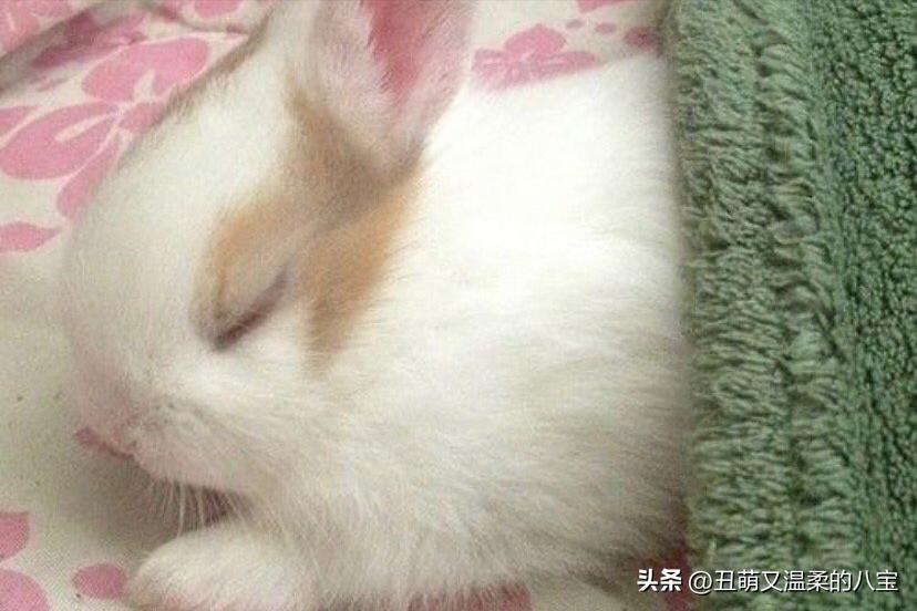 兔子打喷嚏流白鼻涕会死吗,兔子眼睛有白色的分泌物是什么