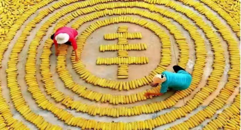 美国控制全球粮食价格的原因,美国控制粮食价格吗