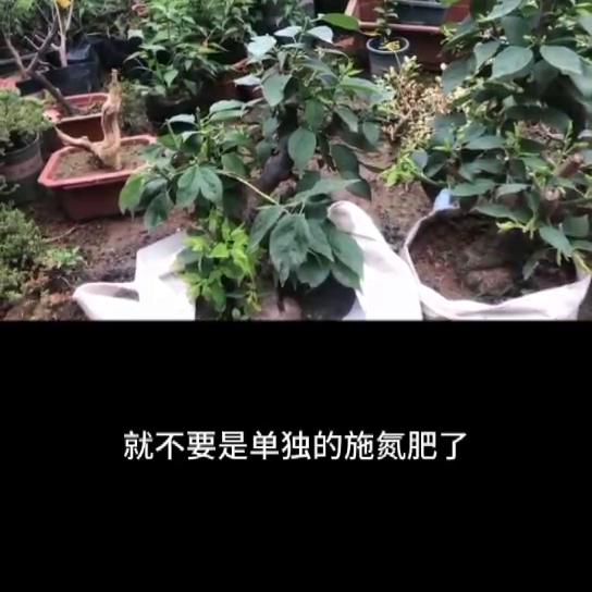 梅花夏天管理#梅花控水