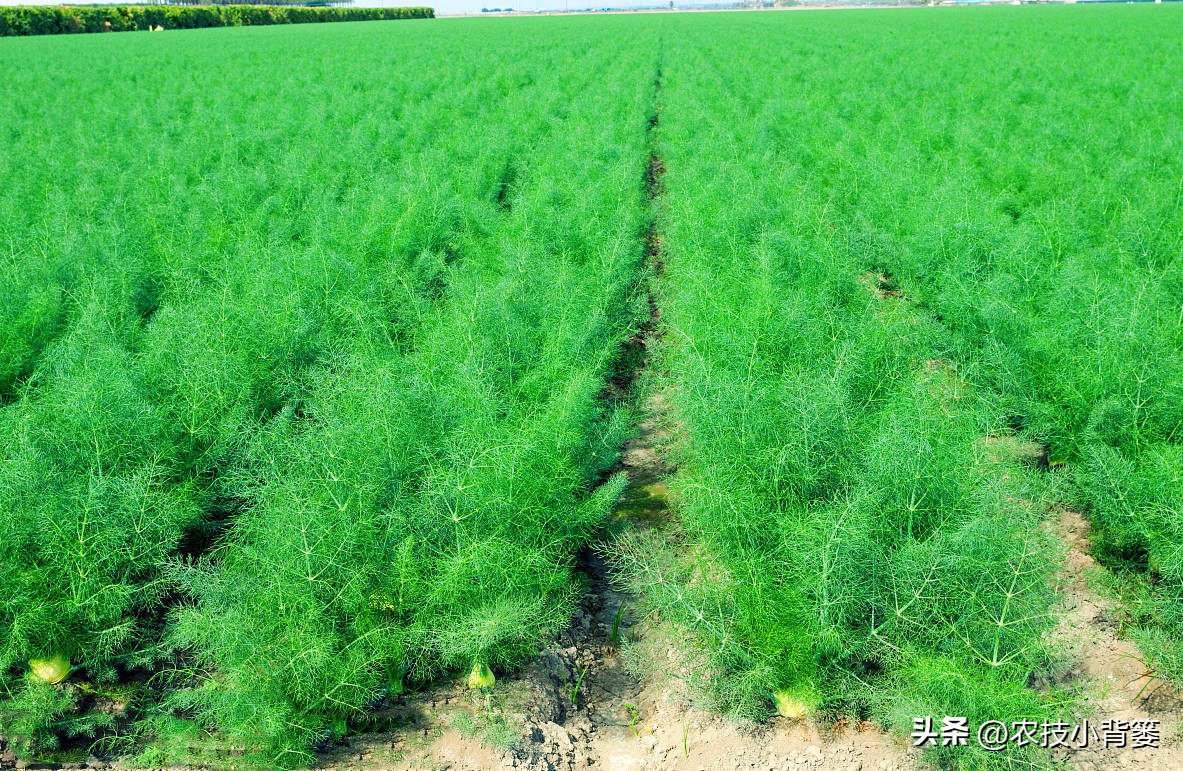 茴香的种植管理技术,茴香怎么种植小技巧简单