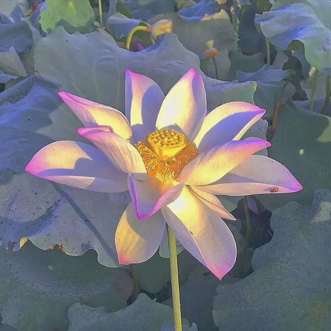 佛系禅意头像无欲无求,佛系头像心平气和