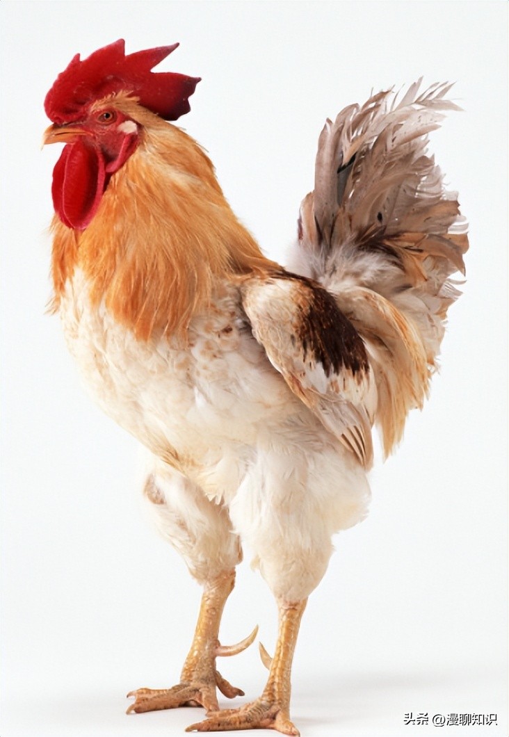 鸡沙门菌能引起鸡白痢吗,鸡白痢沙门氏菌病的研究进展