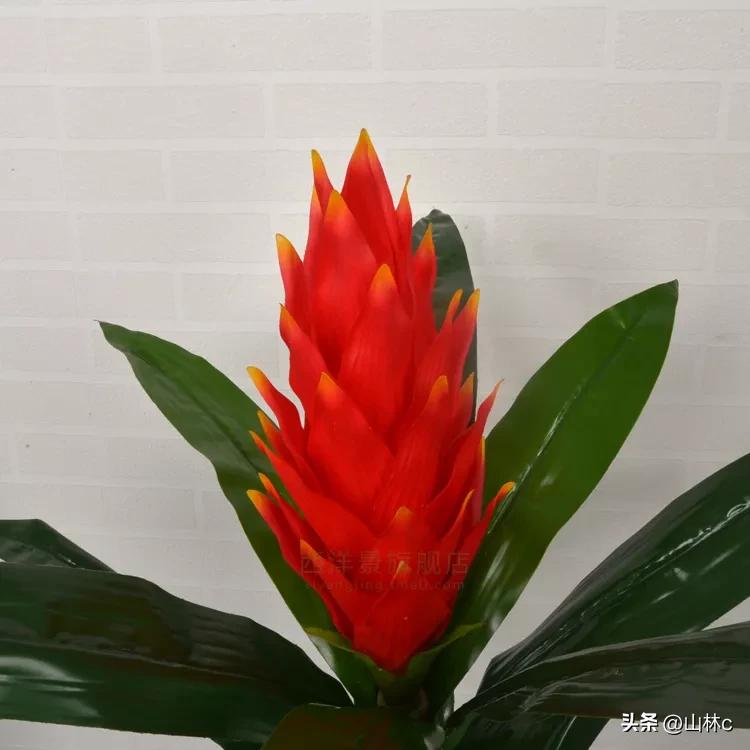 各种各样的鲜花尽情开放争芳斗艳,各种颜色的鲜花开得好美丽动人