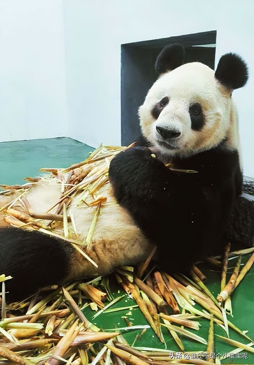 每天认识一只大熊猫和花,每天认识一支大熊猫