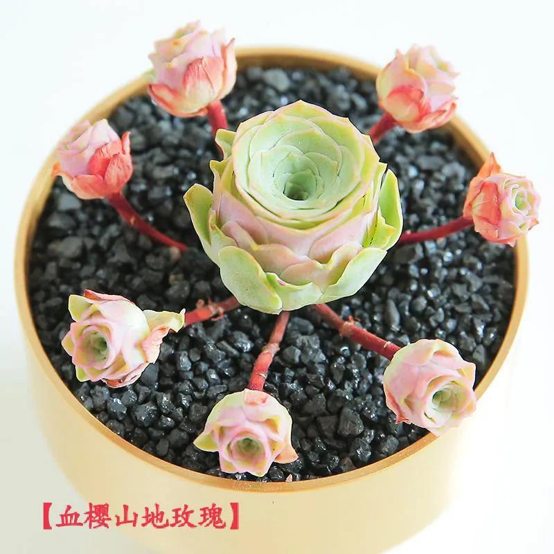 永不凋谢的玫瑰原唱,永不凋谢的玫瑰成品