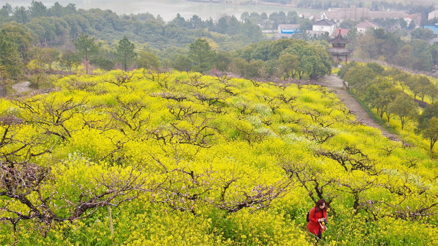 一壶雅茶迎元旦,一壶雅茶逆水寒