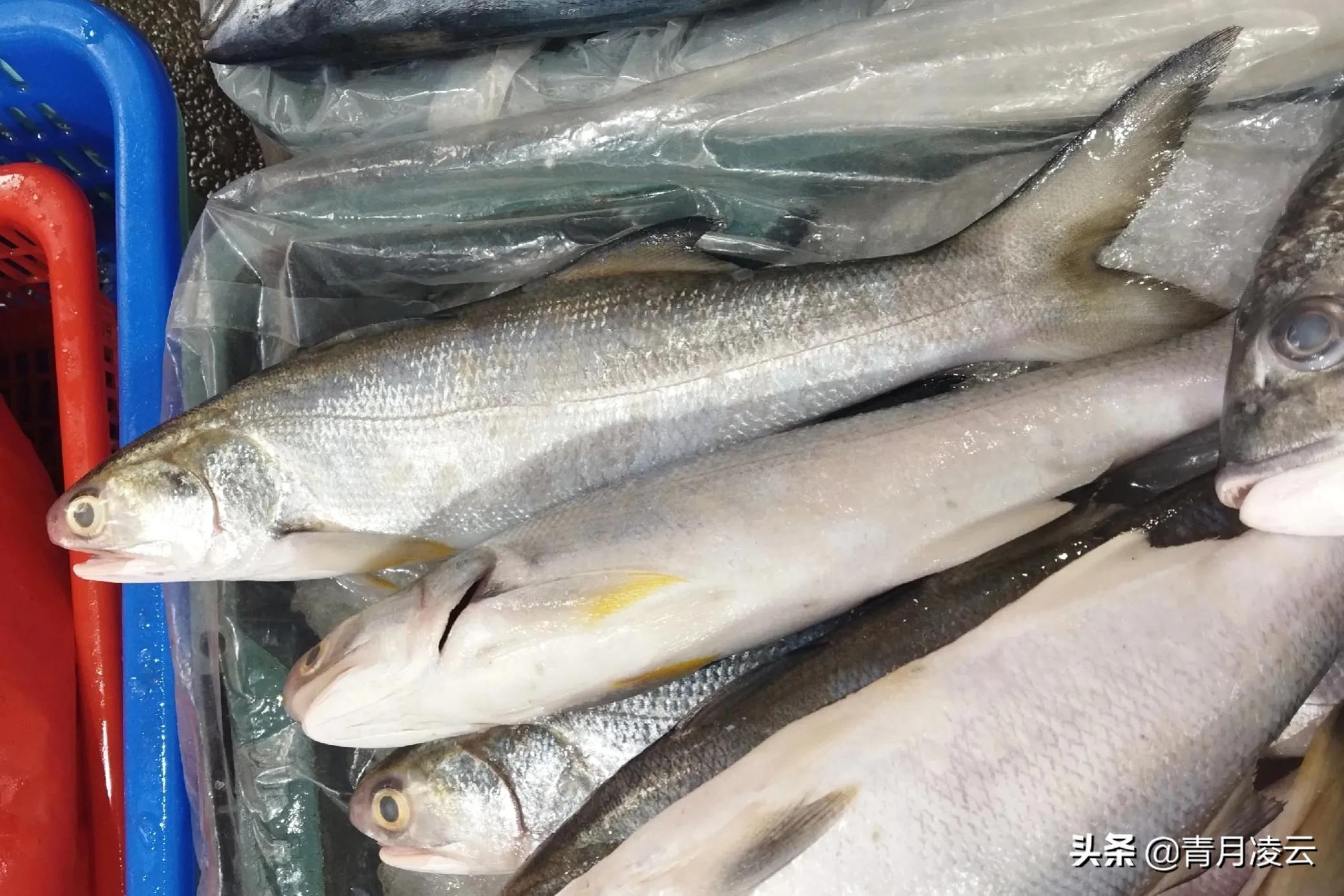 海鲜市场常见海产品图鉴,海鲜市场常见海产品图鉴表图例