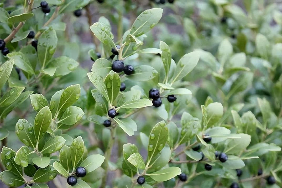 小庭院种植什么灌木好,适合阳台庭院灌木
