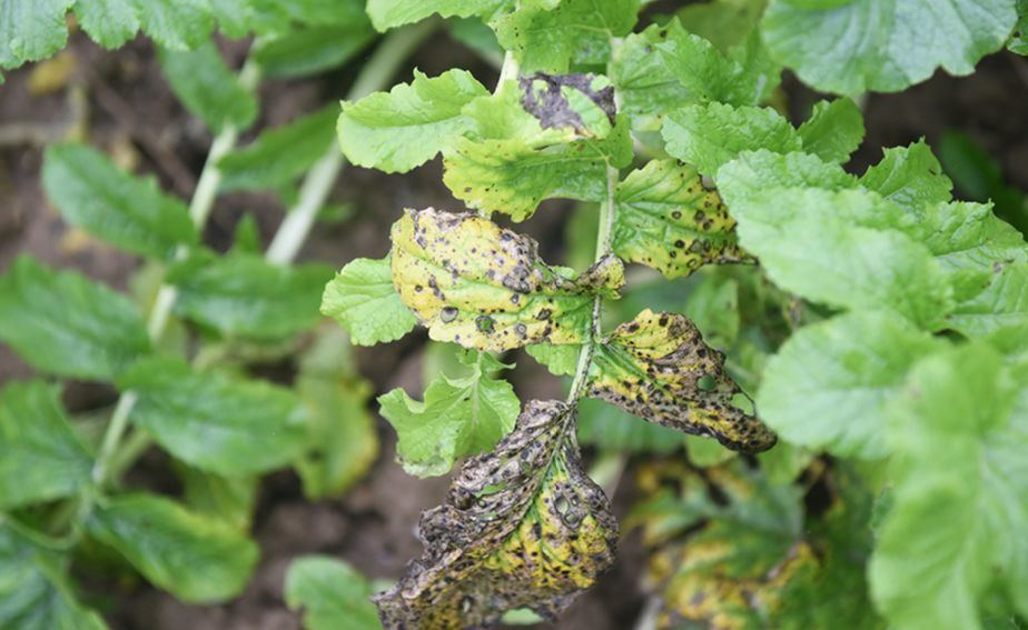 臭氧o3质量怎么样,臭氧o3的作用和功效