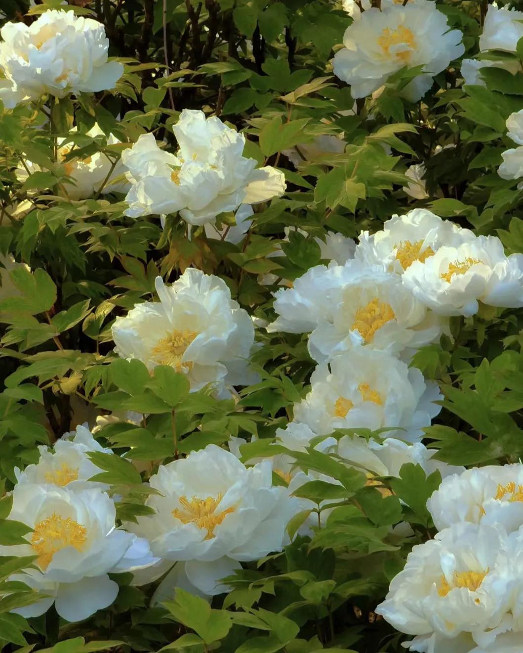 小众却又惊艳的诗词,关于百花的诗词