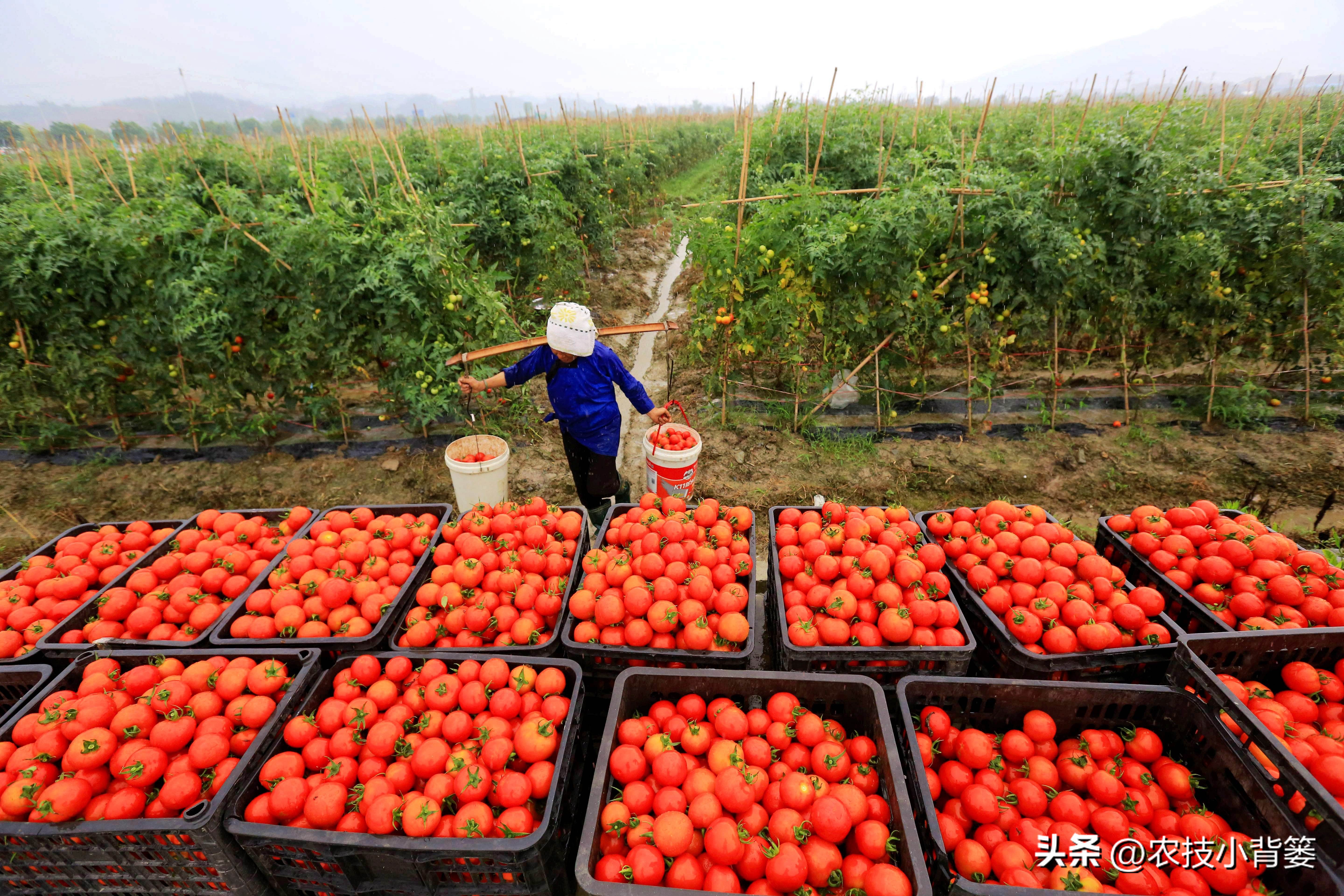 植物生长调节剂作用效果稳定原因,碧护生长调节剂药害