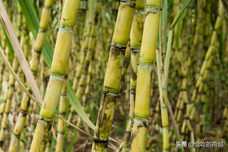 明日清明，牢记“1不买、2不借、3不做、4不吃”，添寿添富贵