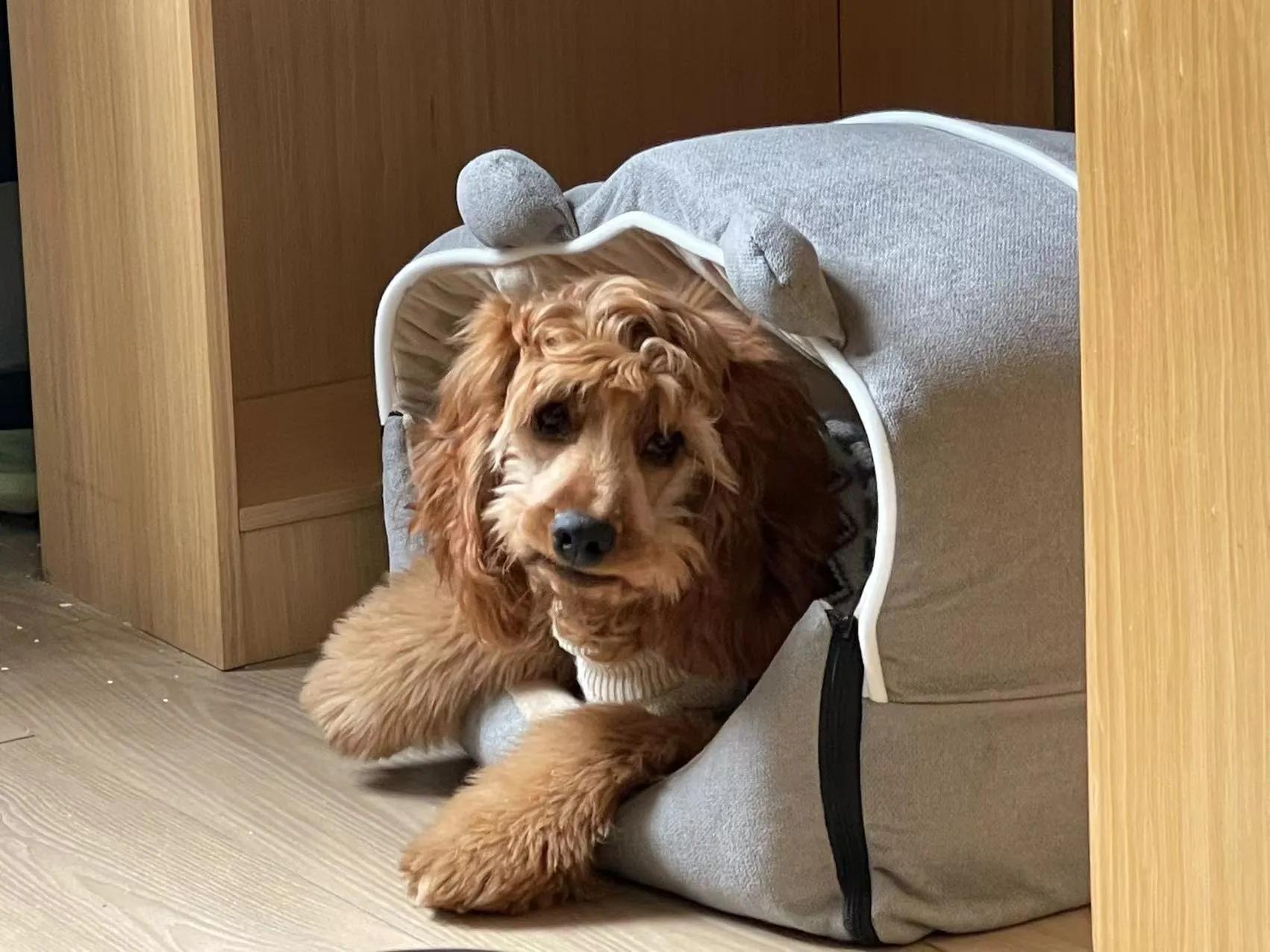 我不是金毛，是英国可卡犬—水煎包的自我介绍,包子麻麻的讲述