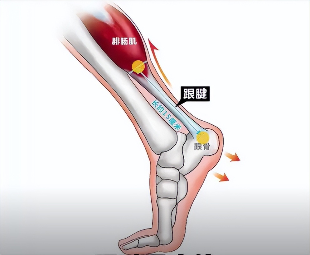 SeeroFit｜库里第一个FMVP，NBA夺冠之路背后是运动康复