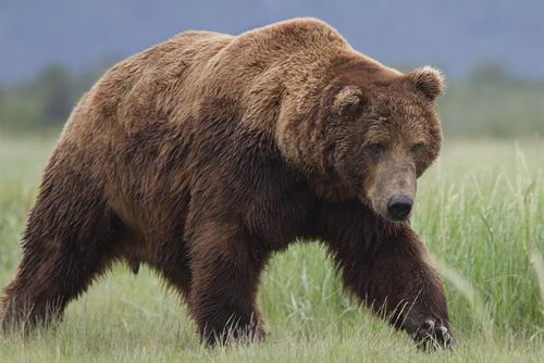 比老虎狮子豹子还厉害的五大动物,老虎狮子生存环境对比
