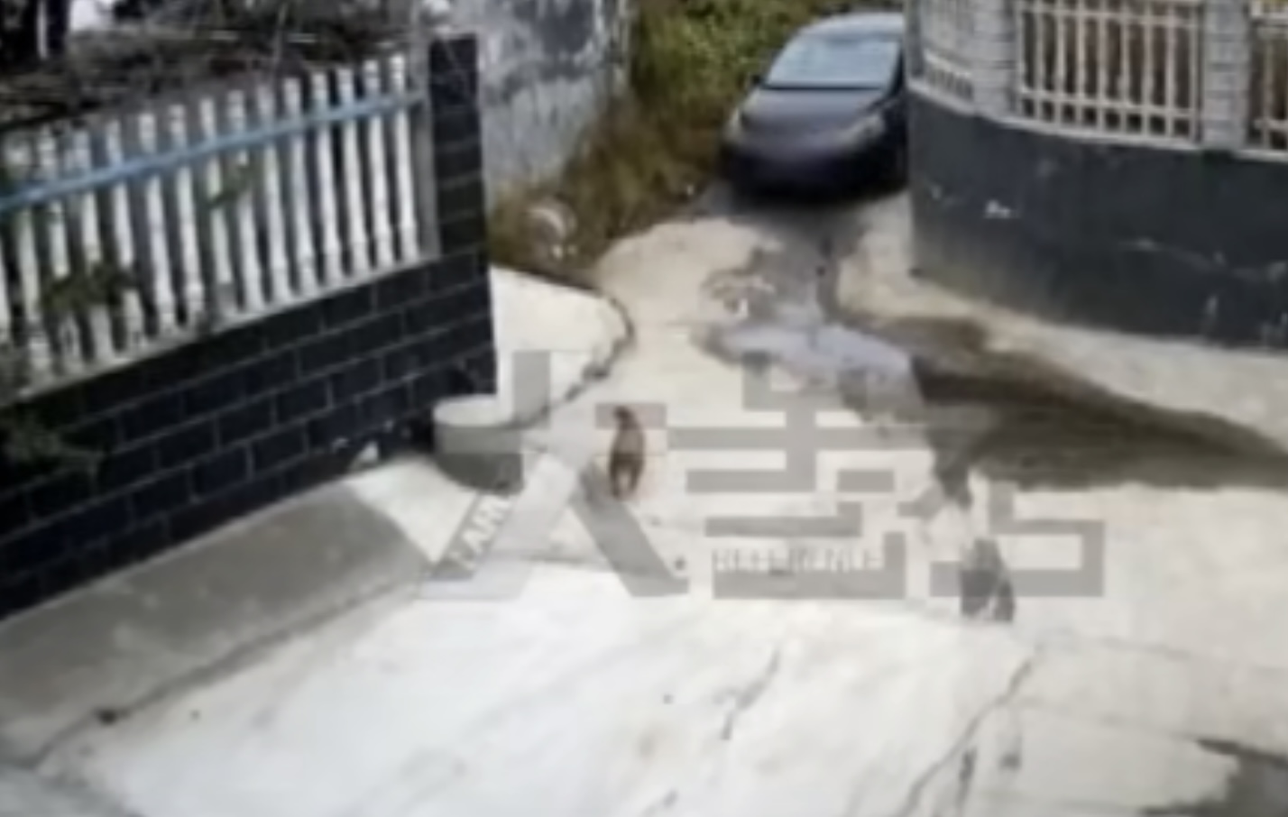 河南一男子开车用毒针射杀狗，村民吓得不敢动！毒狗针有多危险？