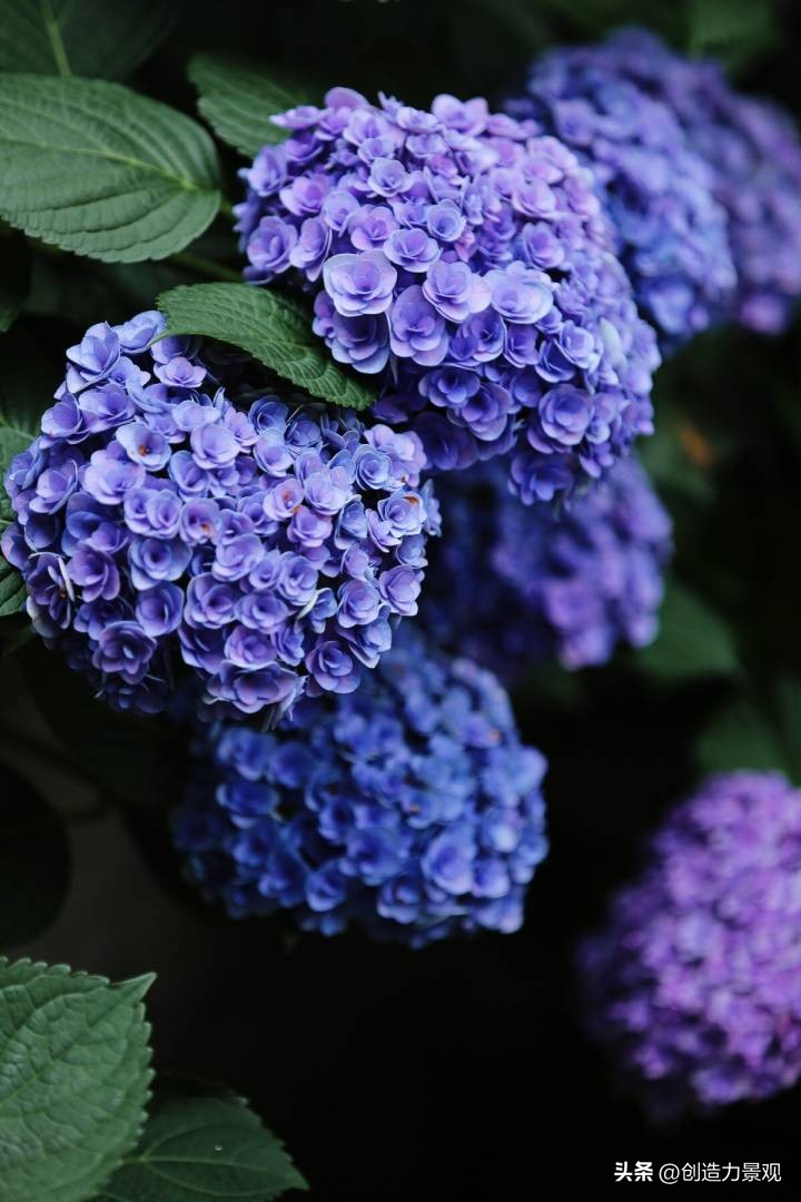 绣球花怎么浇水施肥,绣球花冬季怎么浇水最正确