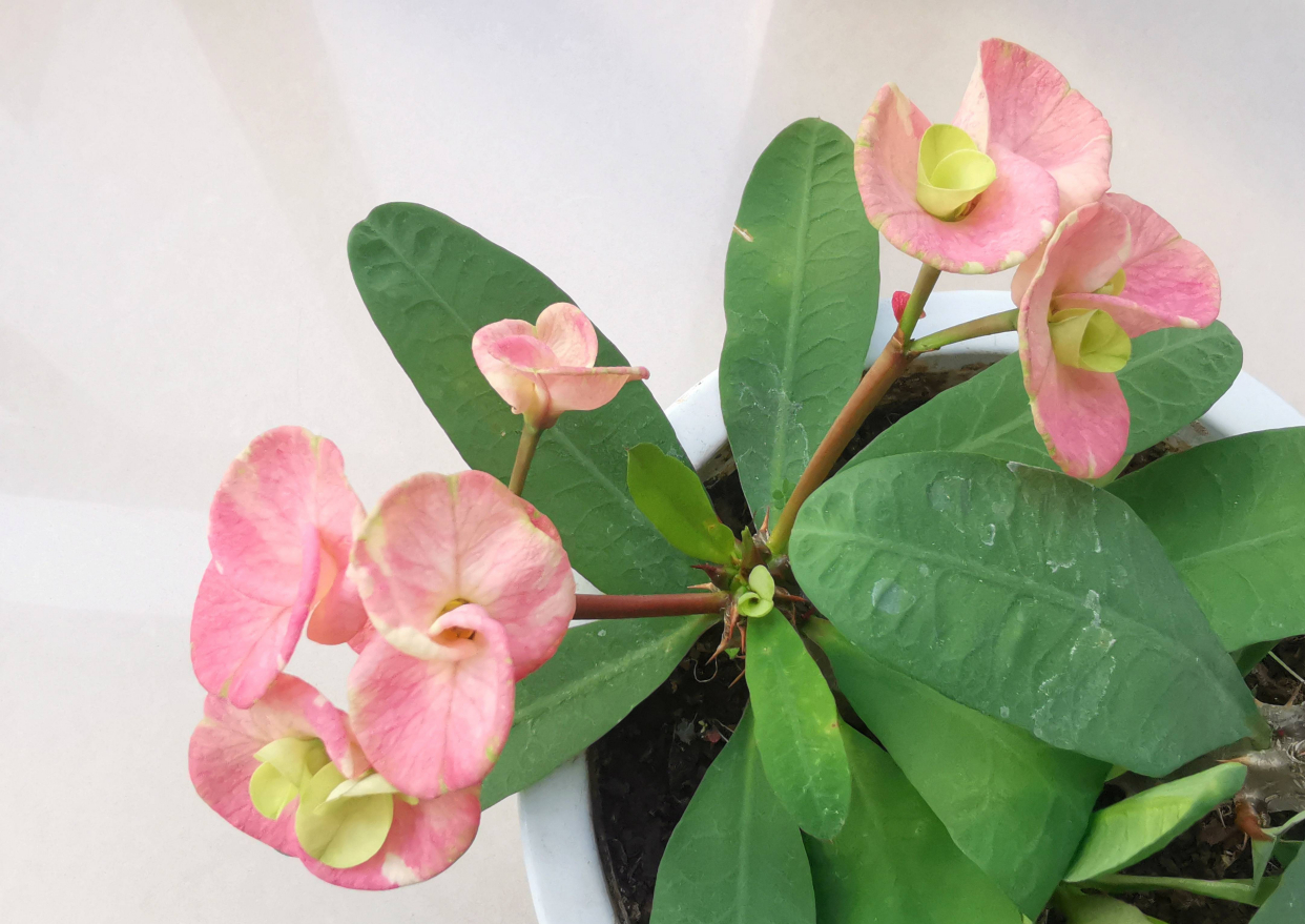 虎刺梅的养护技巧,虎刺梅如何养护花开鲜艳