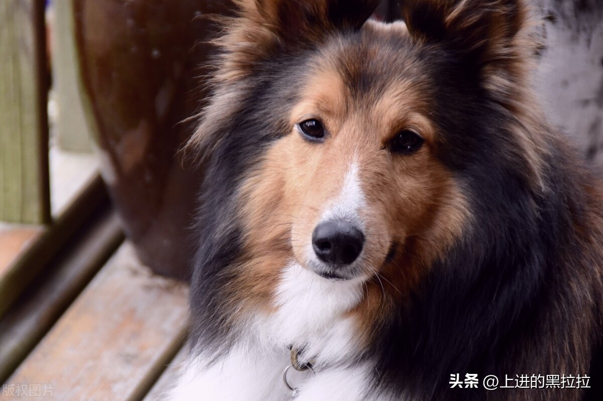 喜乐蒂牧羊犬品种,喜乐蒂牧羊犬品种简介