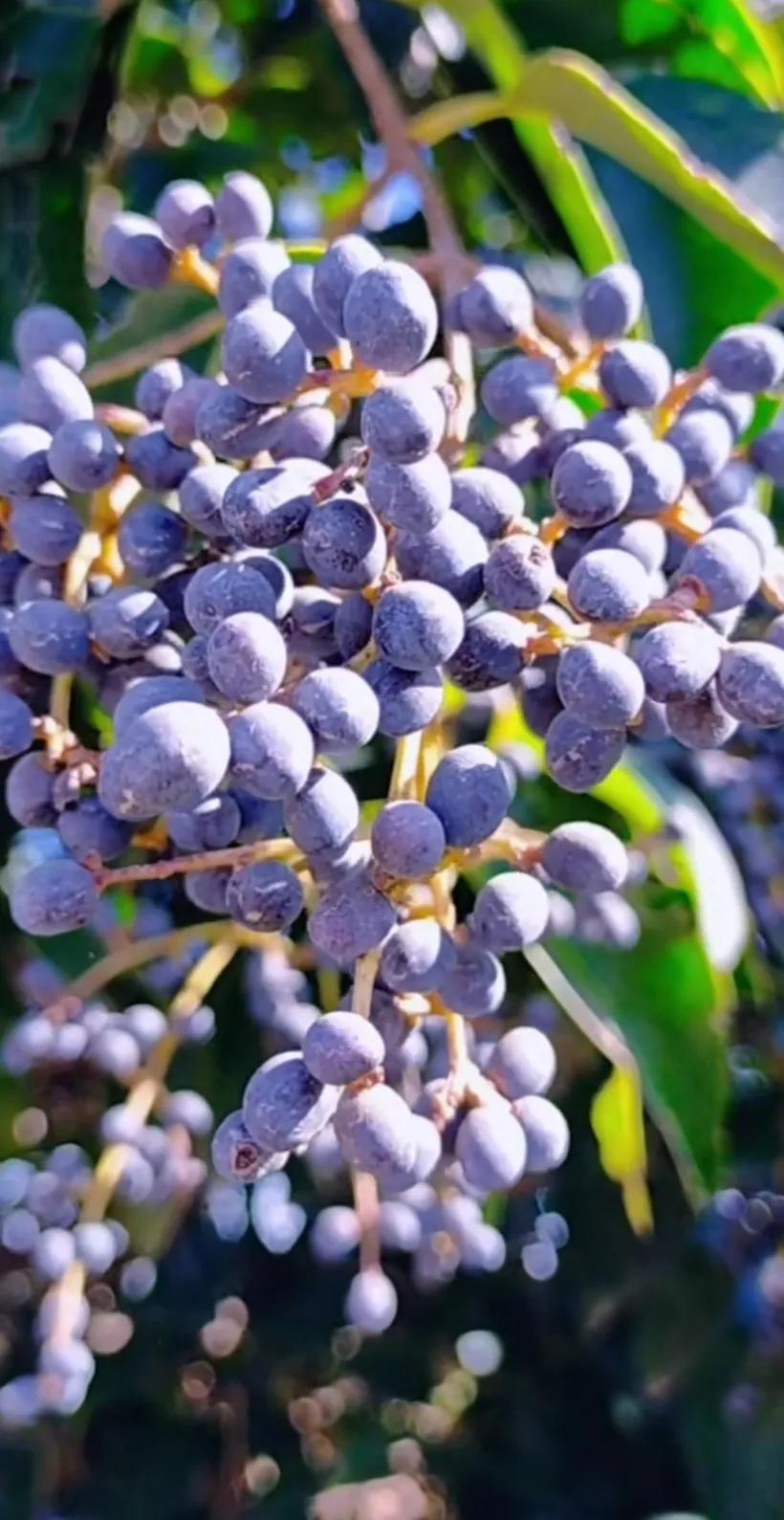 女贞子图片树木,女贞子树彩图