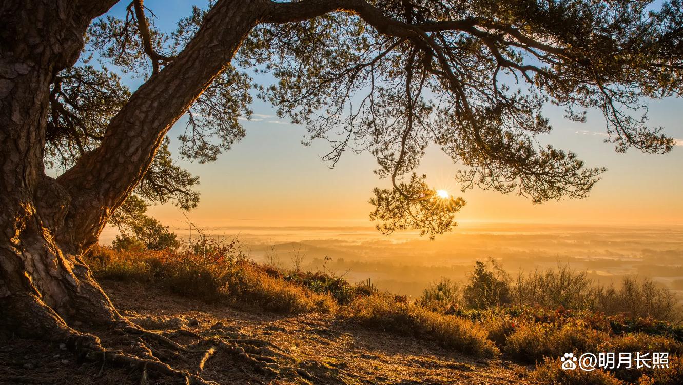 苏轼遭遇挫折坦然面对是哪首词,苏轼得之坦然失之淡然