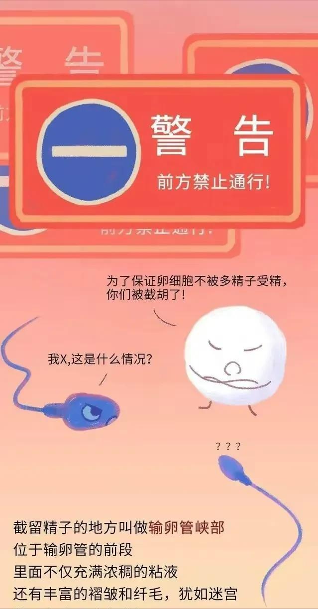 精子在人体24小时经历了什么,精子在人体24个小时都经历了什么