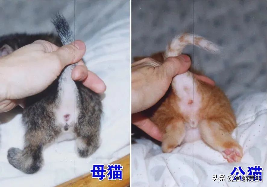猫咪怎么看是女猫还是男猫,猫咪性别辨认