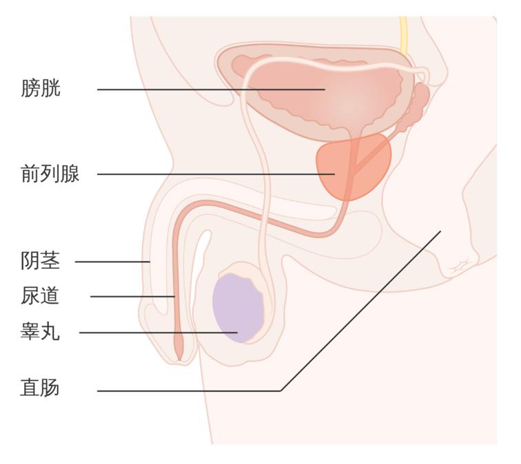 北医三院泌尿科专家治疗前列腺,关爱男性医学科普