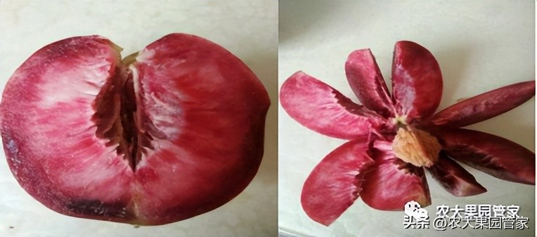 优质果树苗木品种介绍,最好的新品种苹果苗木