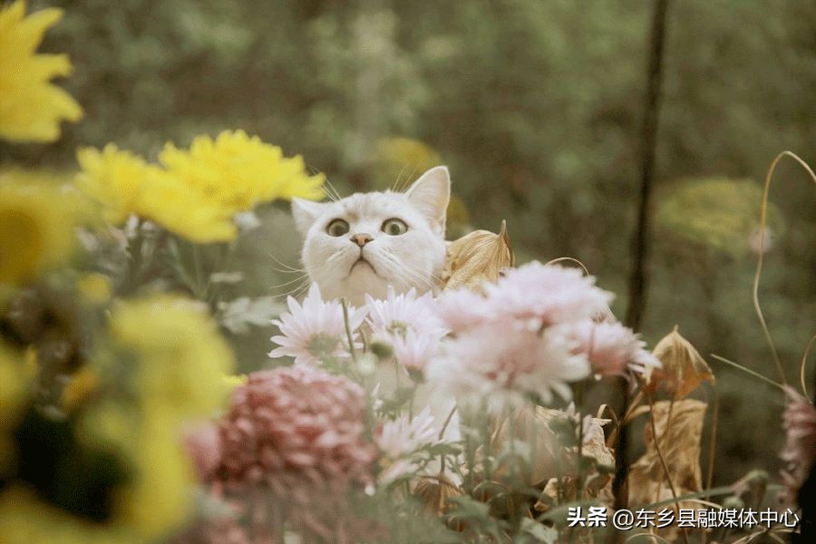 冬天最美的十种雅称,秋天的30个最美雅称你喜欢哪个