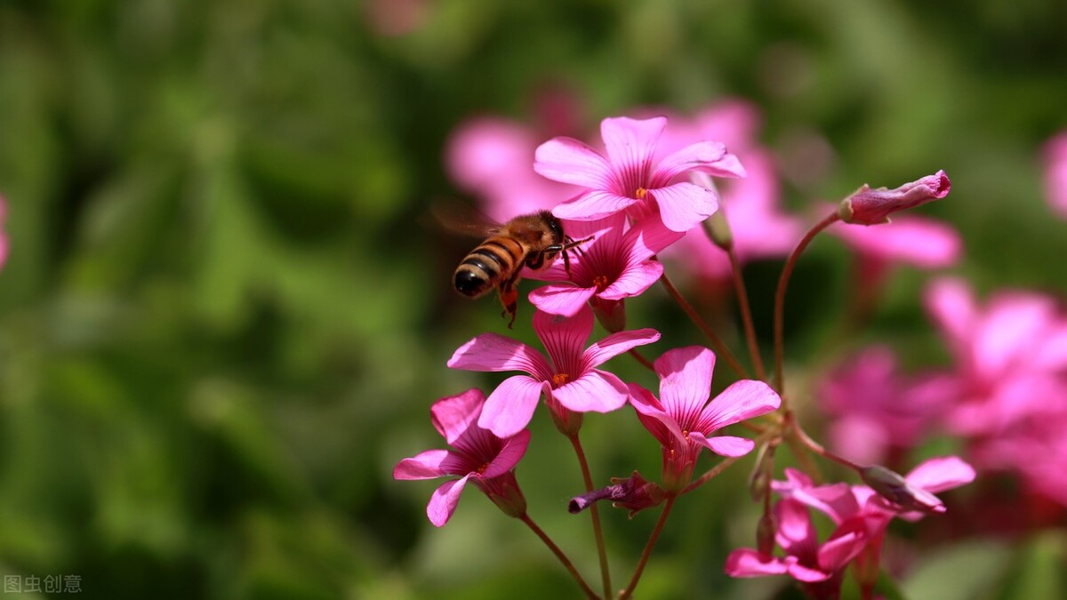 红花酢浆草11月,红花酢浆草春天翻盆时间