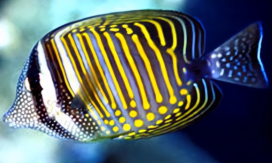 海缸入门,海缸入门背滤