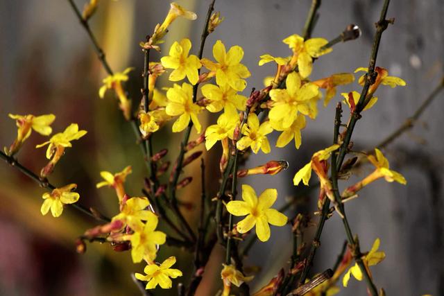 无叶开花的植物有哪些,有花无叶的植物