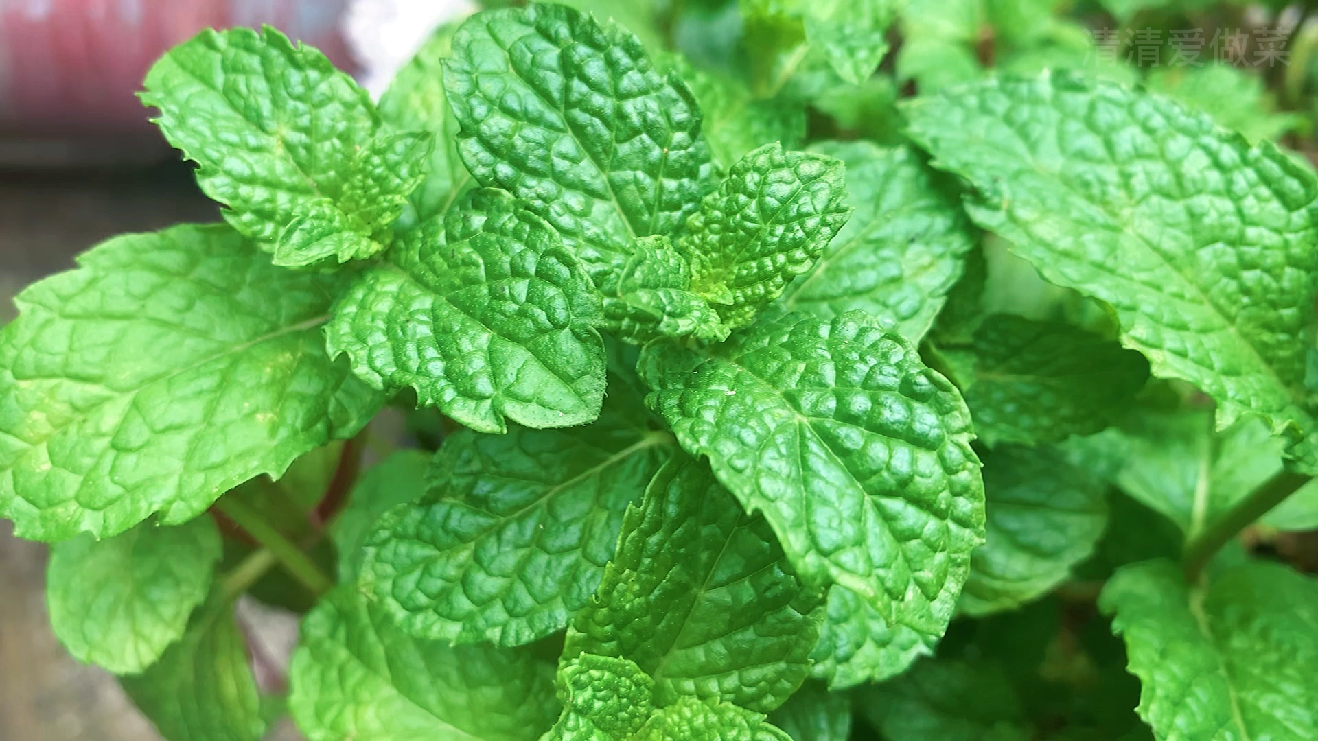 不同种类薄荷的作用和功效有哪些,薄荷种类及功效与作用