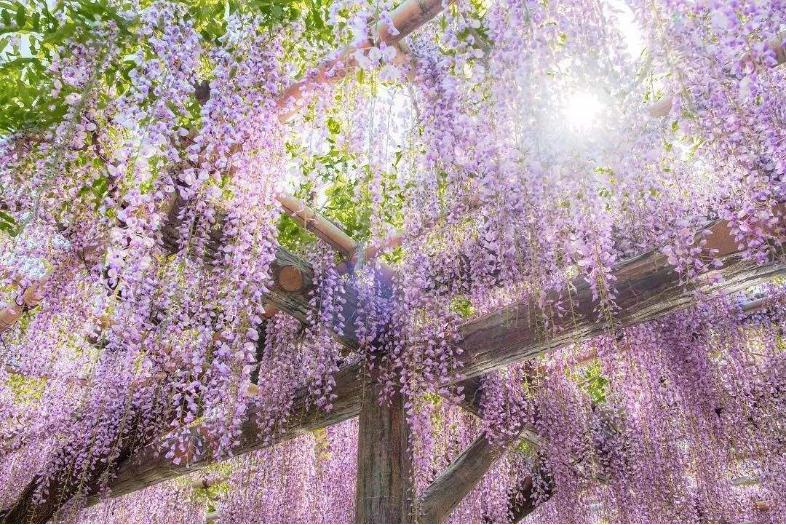 紫藤花，一锅炖不下的豆科，也有浪漫的一帘幽梦｜花名册No.00079