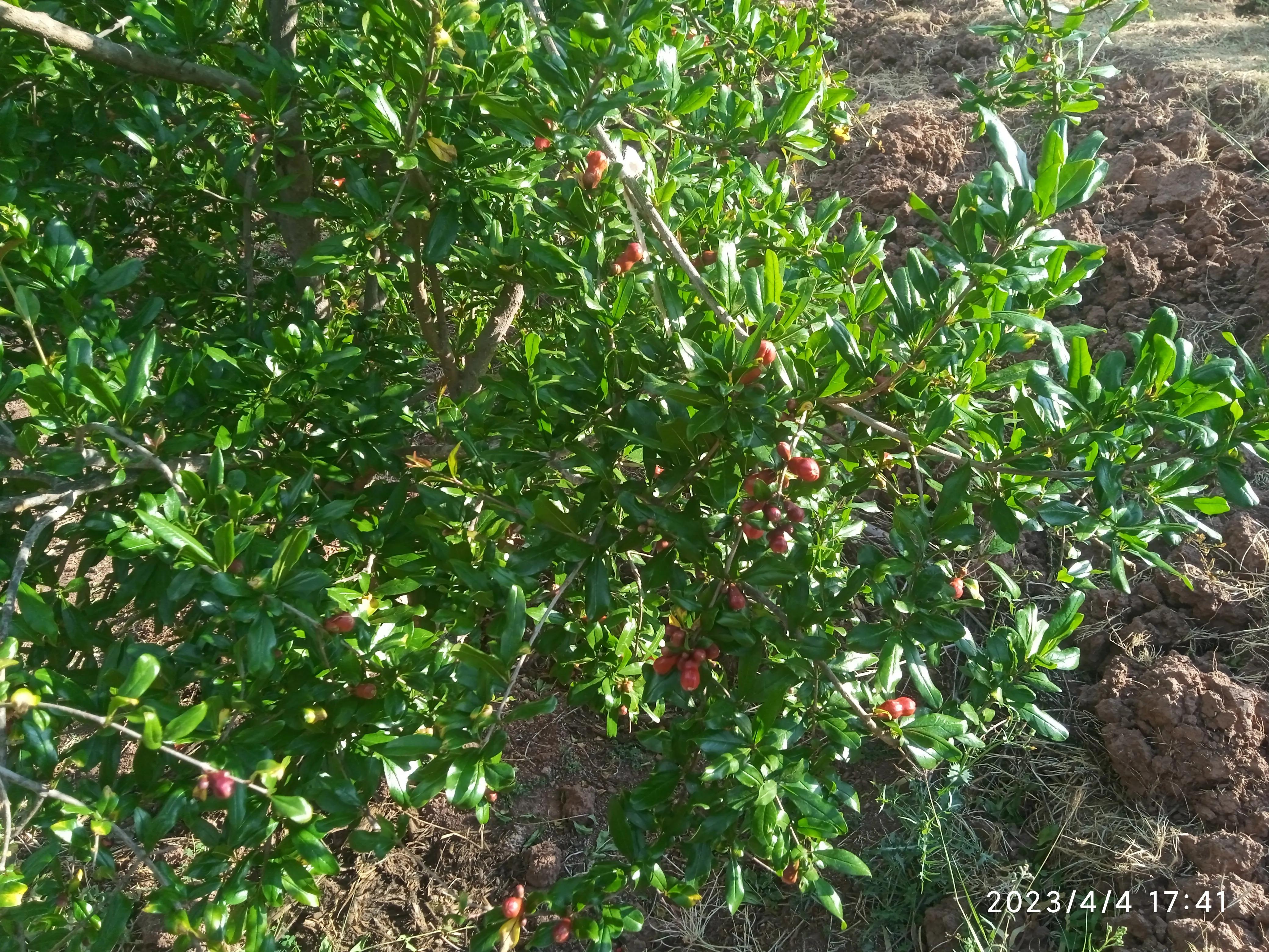 回乡创业青年的自述养黑山羊,农村大学生创业养殖奶山羊