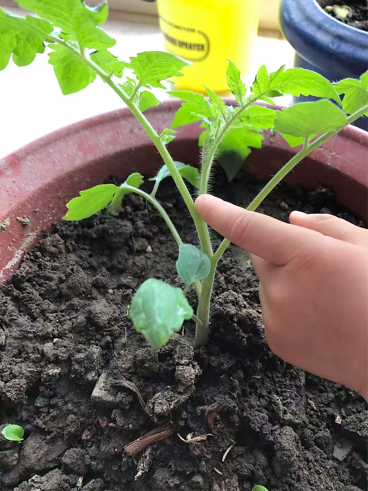 阳台种菜的方法和技巧大全集,阳台种菜室内种菜