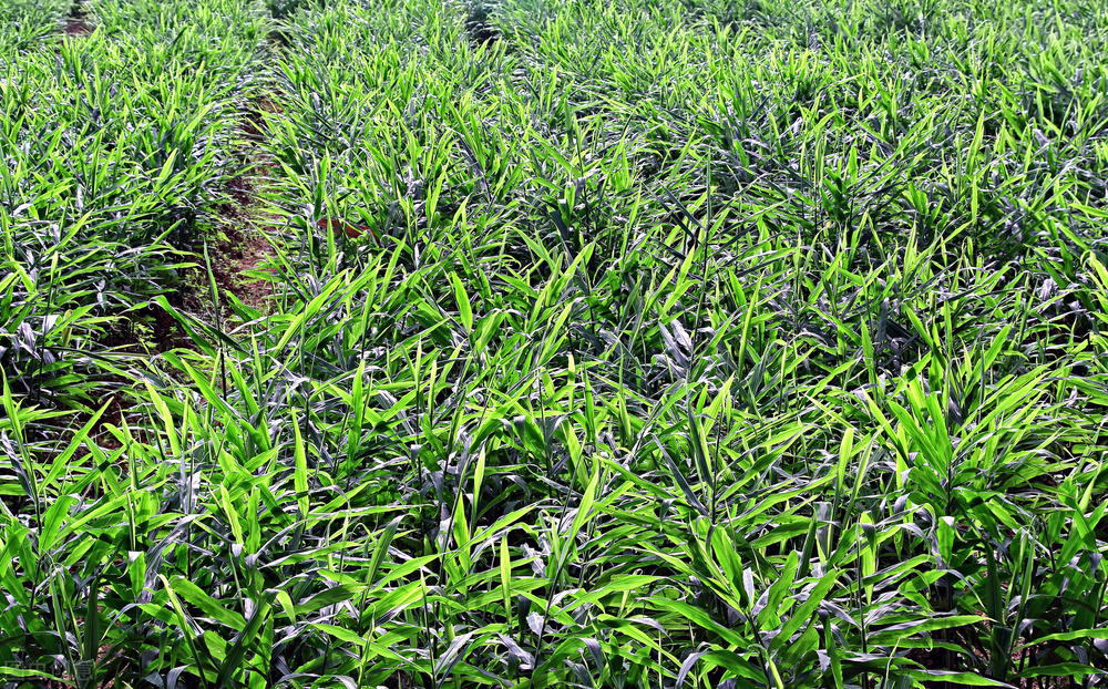 种植过什么的地不能种姜,什么田适合种植姜