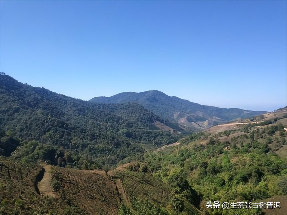 布朗山熟茶苦涩吗怎么喝,布朗山普洱茶苦的原因