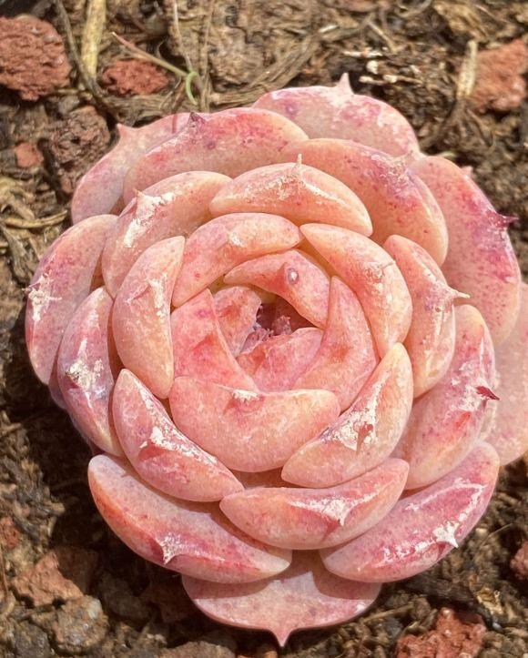 多肉如何浇水才能养好,秋天气温多少度多肉法师正常浇水